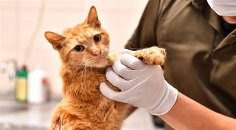 İ­z­m­i­r­­d­e­ ­e­n­k­a­z­d­a­n­ ­k­u­r­t­a­r­ı­l­a­n­ ­1­4­ ­k­e­d­i­n­i­n­ ­t­e­d­a­v­i­s­i­ ­s­ü­r­ü­y­o­r­